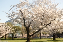 Cherry_Blossoms_2015 (6 of 35)