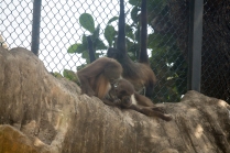 4Jul15_Barranquilla_Zoo-13