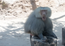 Annoyed baboon