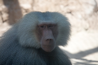 Skeptical baboon