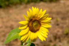 Sunflowers-100