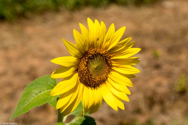 Sunflowers-100