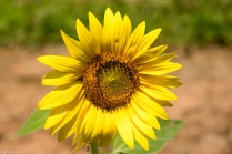 Sunflowers-101