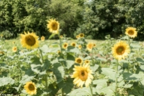 Sunflowers-103