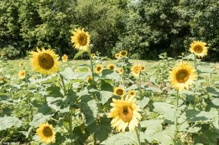 Sunflowers-103