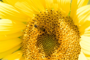 Sunflowers-104