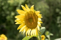 Sunflowers-105