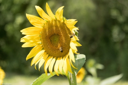Sunflowers-106