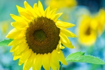 Sunflowers-108