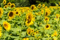 Sunflowers-110