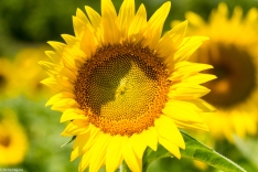 Sunflowers-111