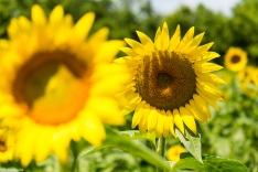 Sunflowers-112