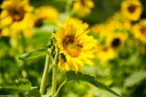 Sunflowers-114