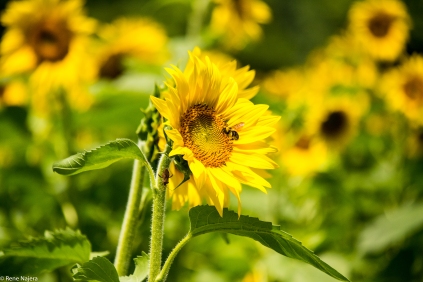 Sunflowers-114