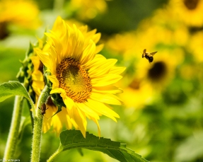 Sunflowers-115