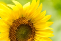Sunflowers-116
