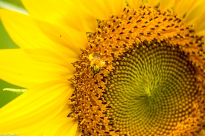 Sunflowers-118