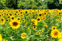 Sunflowers-122