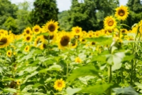 Sunflowers-123