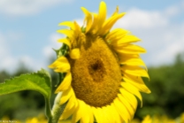 Sunflowers-124