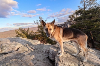Dog on a high place