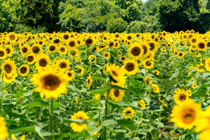 sunflowers-122