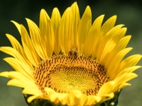 hail_bee_sunflower_picture