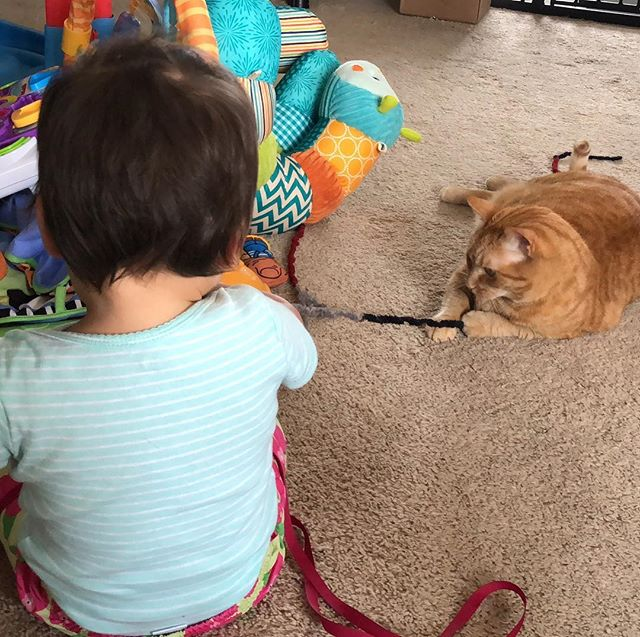 An orange cat is pulling on a string that a toddler put out for her.